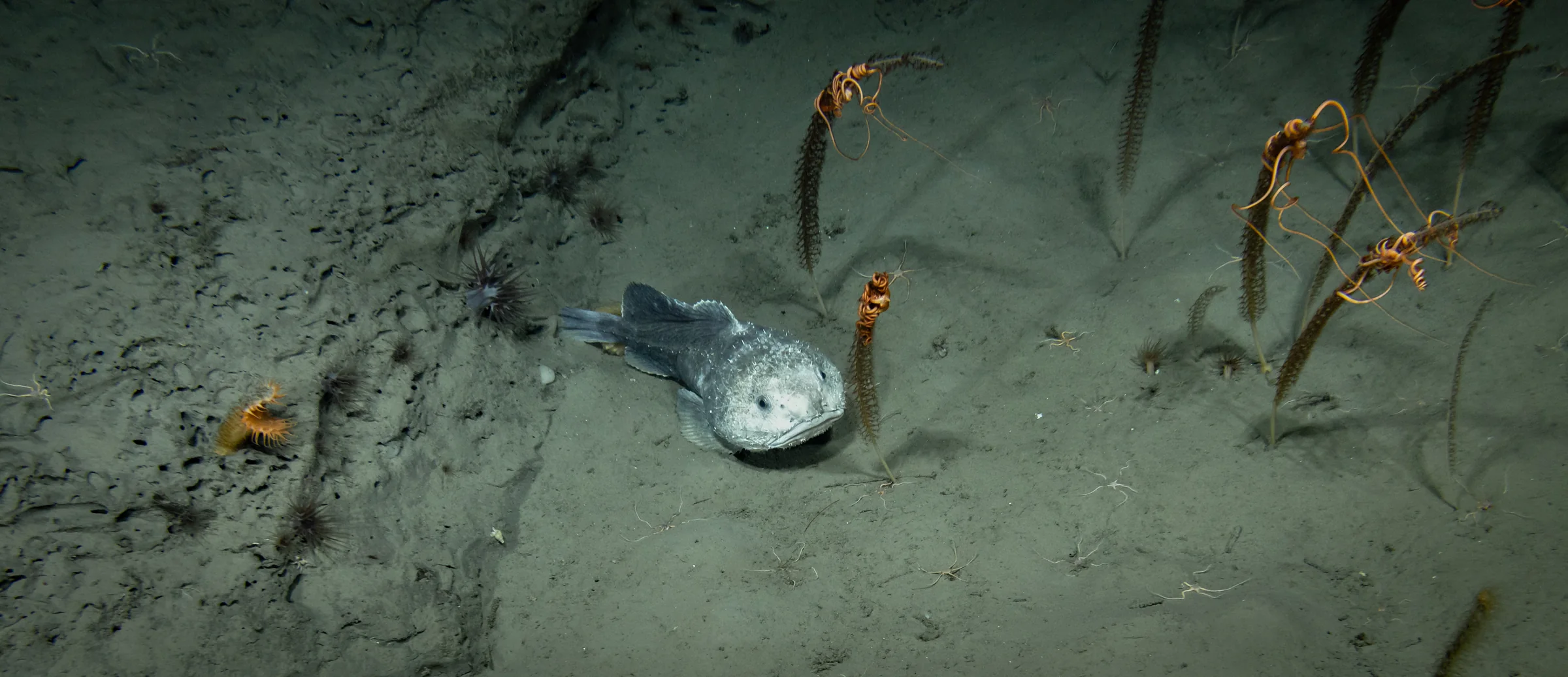 A blobfish relative resting on the deep seafloor